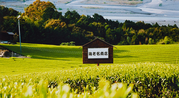 静岡のお茶農家として