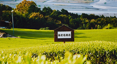 故郷　静岡のお茶農家として