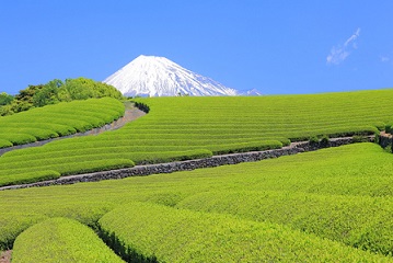 お茶の旬